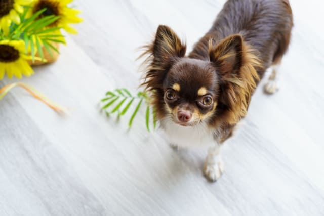 犬が滑らないペット用フローリングの上に立つチワワ