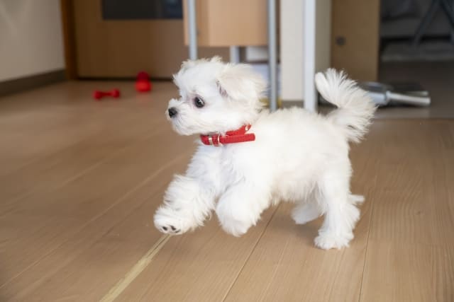 滑りやすい一般的なフローリングの上を走る白い子犬